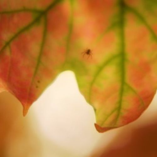 4d4cf639ace918b4f1e6bf099c05378bcfb3ca05